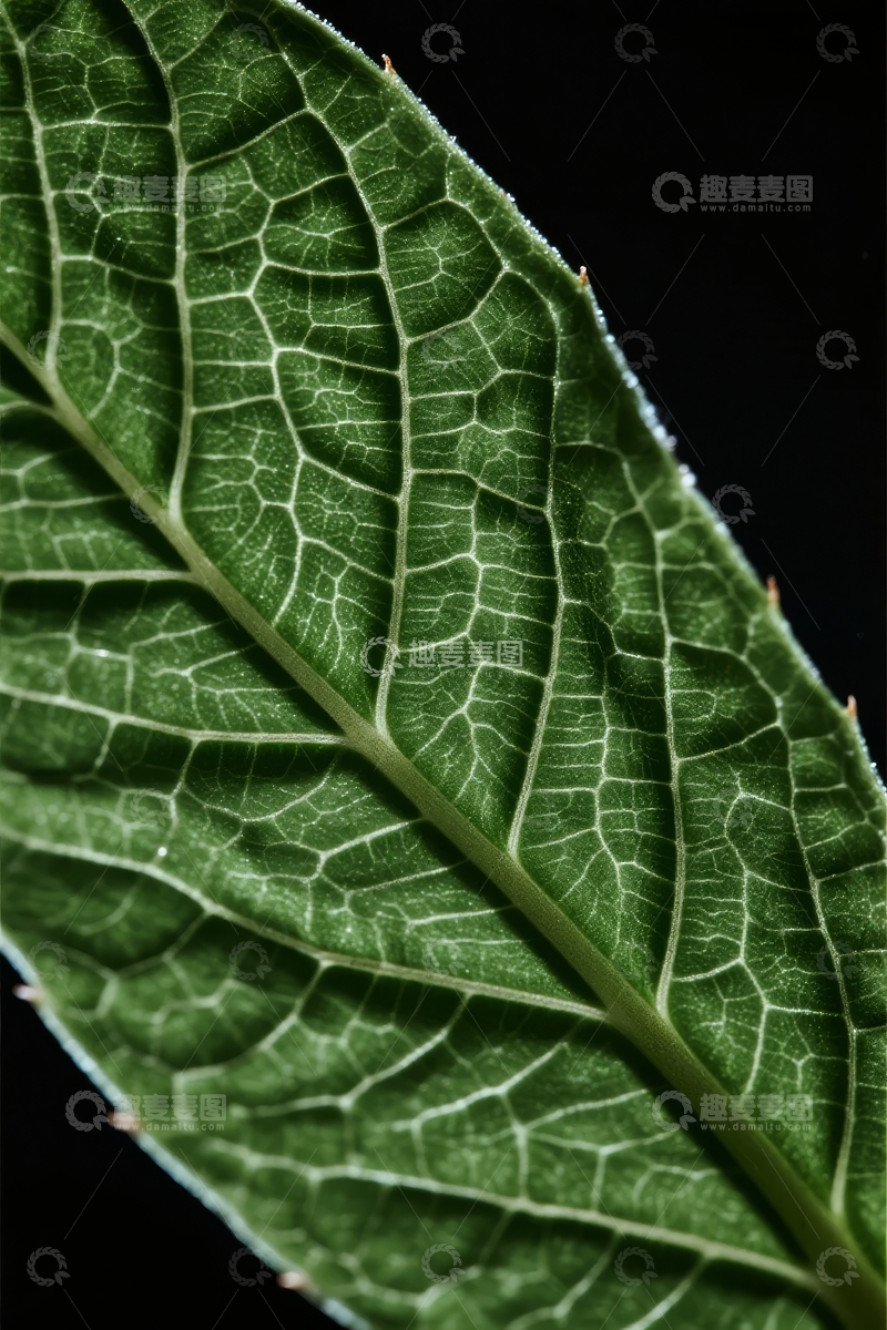 高清大图下载【趣麦麦图】特写镜头下叶片的细腻纹理与脉络