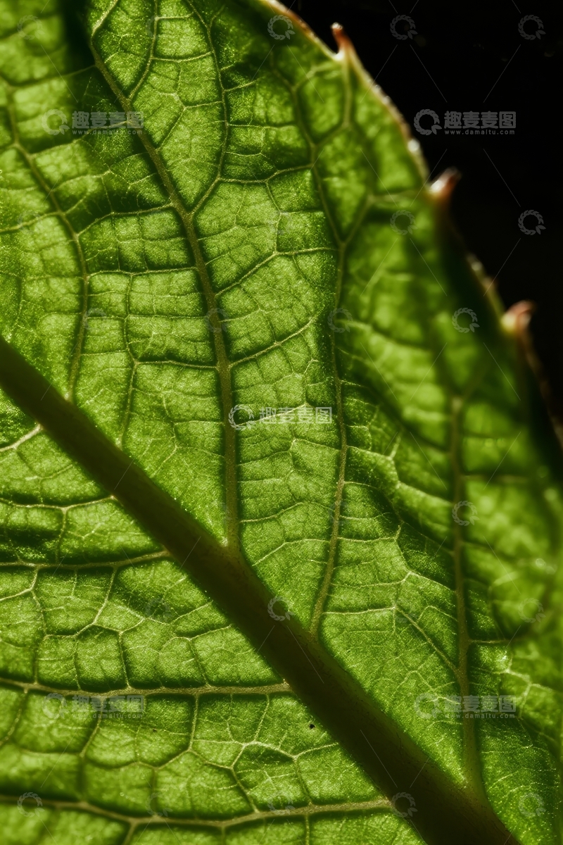 高清大图下载【趣麦麦图】特写镜头下的绿色叶片纹理与脉络