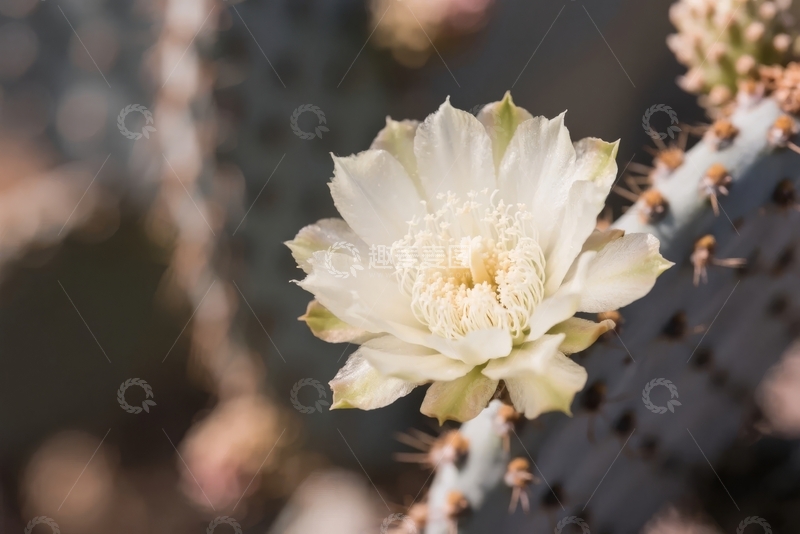 高清大图下载【趣麦麦图】仙人掌绽放的白色花朵特写