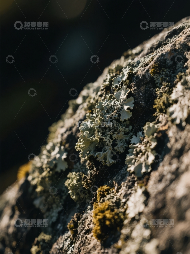 高清大图下载【趣麦麦图】岩石表面覆盖着斑驳的苔藓在柔和光线下