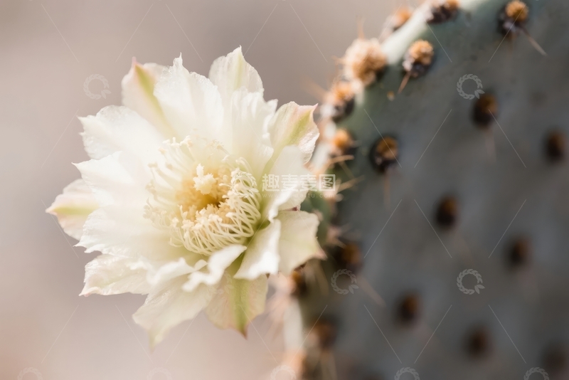 高清大图下载【趣麦麦图】仙人掌绽放的白色花朵特写