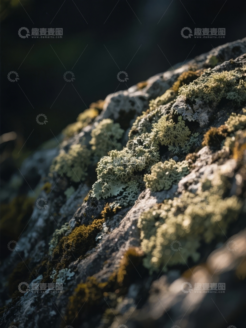 高清大图下载【趣麦麦图】岩石表面覆盖着绿色苔藓和地衣在自然光下