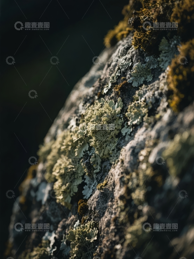 高清大图下载【趣麦麦图】岩石表面覆盖着苔藓和地衣的特写镜头