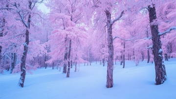 粉红色雪景森林冬季静谧之美