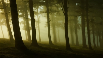 薄雾笼罩的森林中树木剪影静谧而神秘