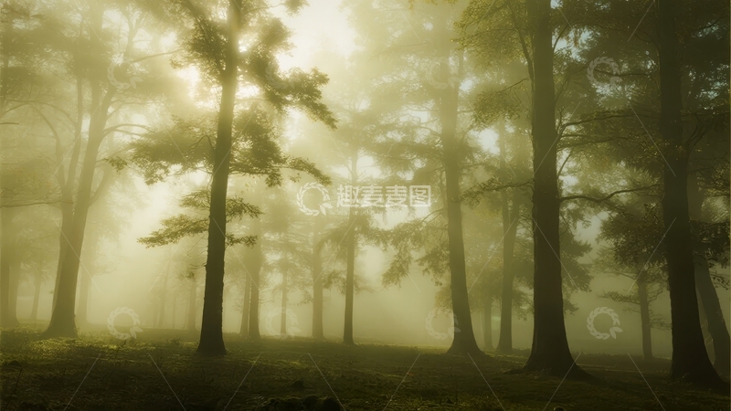 高清大图下载【趣麦麦图】晨雾笼罩的森林中树木剪影