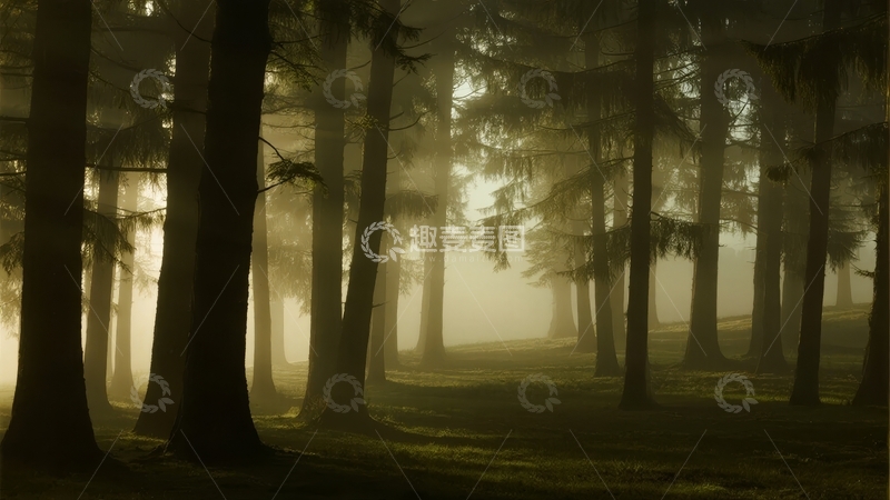 高清大图下载【趣麦麦图】晨雾笼罩的森林小径光影交错静谧幽深