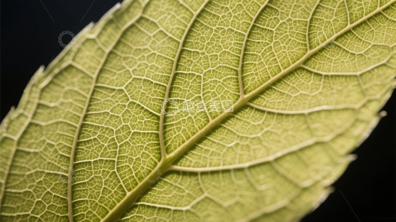 高清大图下载【趣麦麦图】特写镜头下的绿色叶片纹理细节