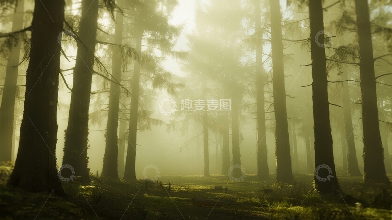 高清大图下载【趣麦麦图】晨雾笼罩的森林小径光影交错静谧幽深
