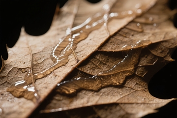 枯叶上晶莹水珠的微距特写