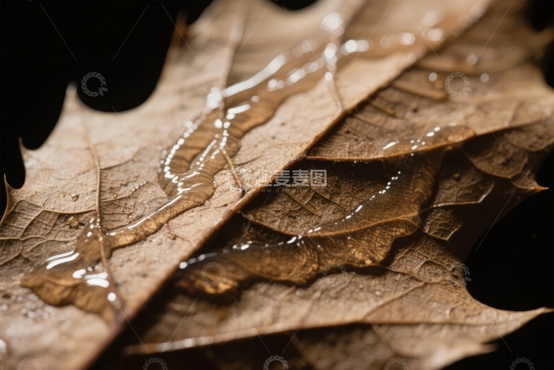 高清大图下载【趣麦麦图】枯叶上晶莹水珠的微距特写