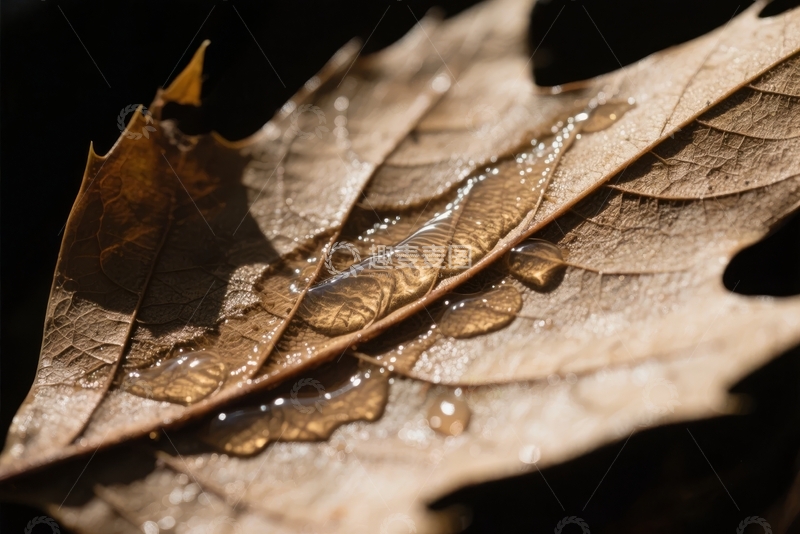 高清大图下载【趣麦麦图】枯叶上的水珠在暗背景下显得晶莹剔透