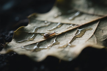 蜗牛在湿润枯叶上缓缓爬行