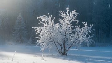 冬季雪景中被霜覆盖的灌木