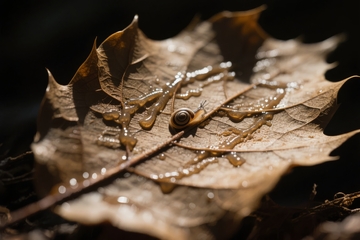 枯叶上的蜗牛在晨露中静止