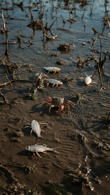 海滩泥滩上螃蟹与鱼类共存的自然生态景象