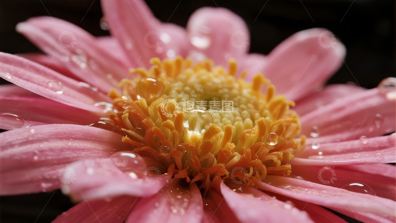 高清大图下载【趣麦麦图】粉色菊花花瓣上布满水珠的特写
