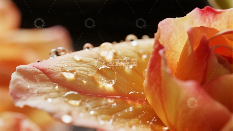 高清大图下载【趣麦麦图】花瓣上晶莹水珠映衬橙黄渐变花色