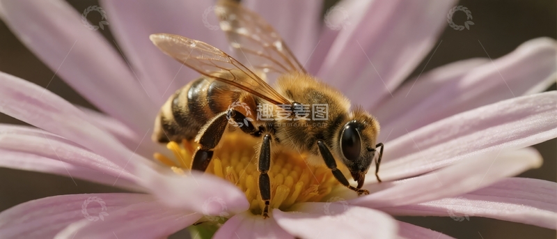 高清大图下载【趣麦麦图】蜜蜂在粉色花朵上采集花蜜的特写镜头