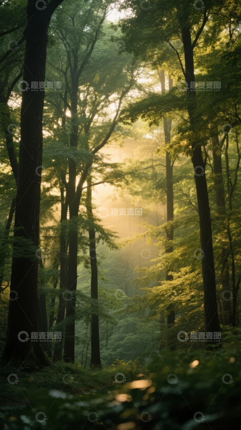 高清大图下载【趣麦麦图】晨光穿透密林树梢洒下斑驳光影