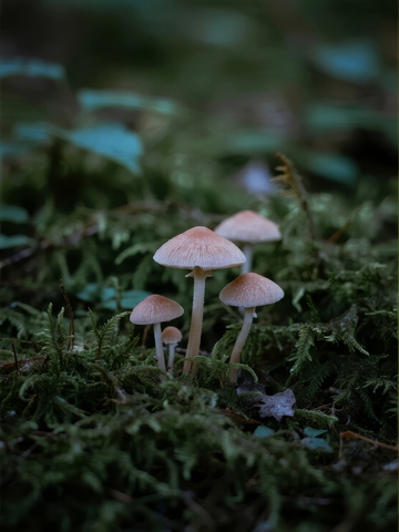 森林苔藓地上生长的几朵小蘑菇