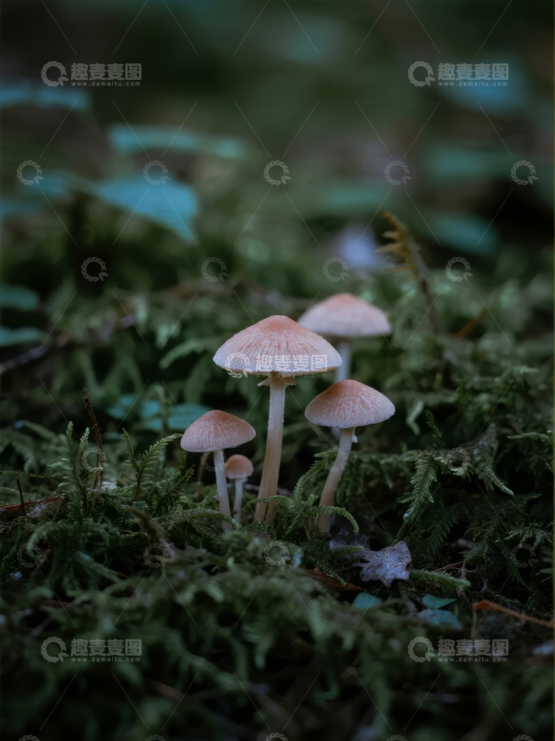 高清大图下载【趣麦麦图】森林苔藓地上生长的几朵小蘑菇