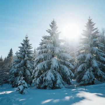 雪覆松林日光洒落宁静冬日景象