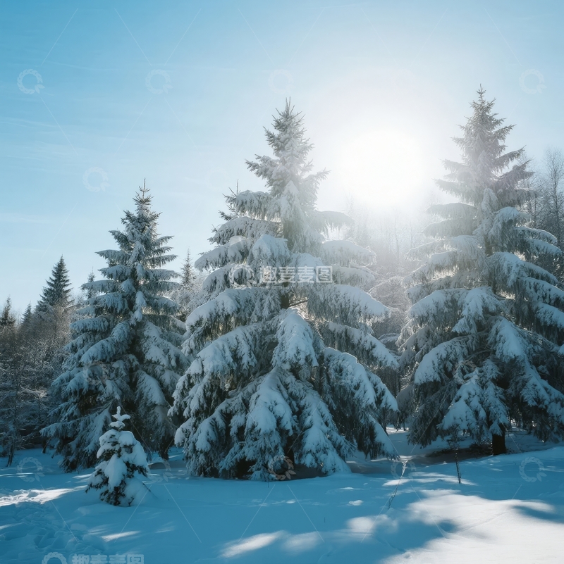 高清大图下载【趣麦麦图】雪覆松林日光洒落宁静冬日景象
