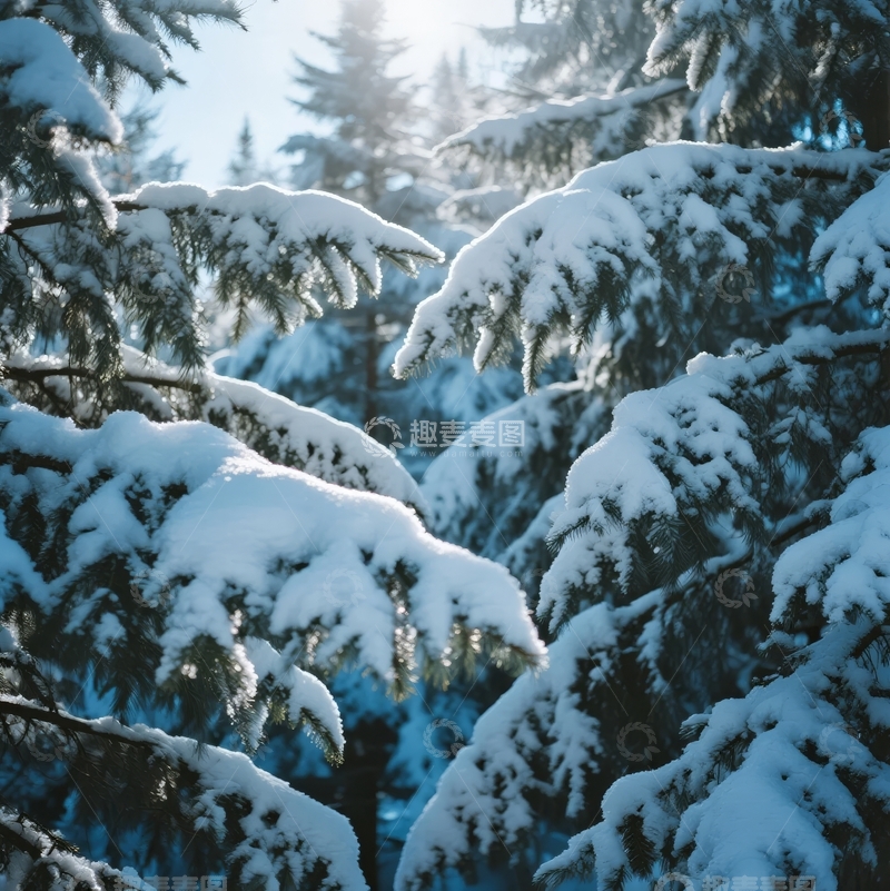 高清大图下载【趣麦麦图】冬日阳光穿透雪覆松枝的静谧森林景象