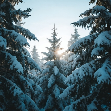 雪覆松林间阳光穿透枝叶的冬日景象