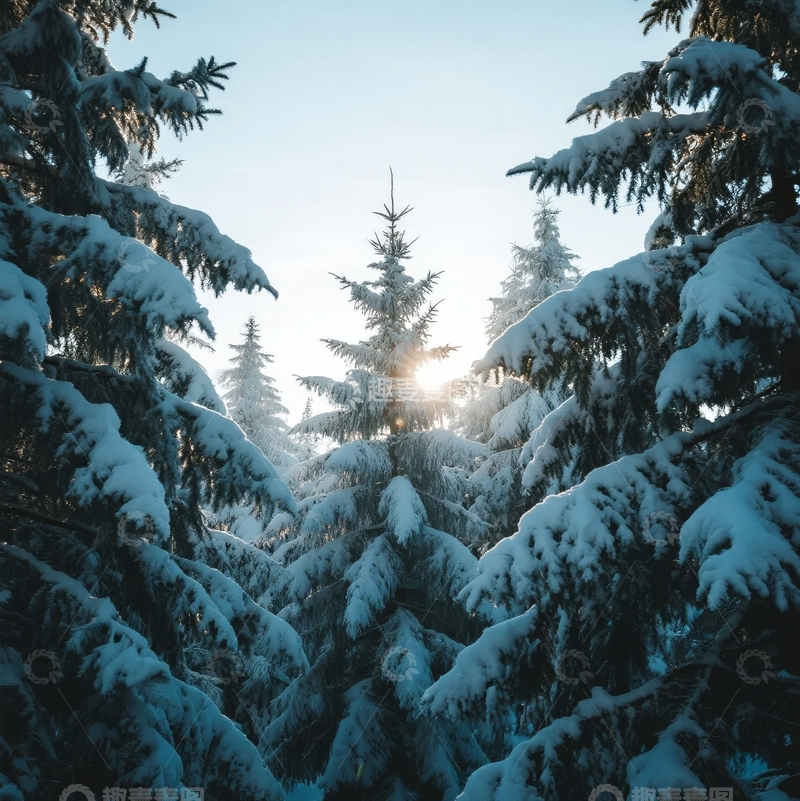 高清大图下载【趣麦麦图】雪覆松林间阳光穿透枝叶的冬日景象