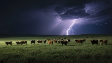 雷电交加的夜晚牧场群牛静立