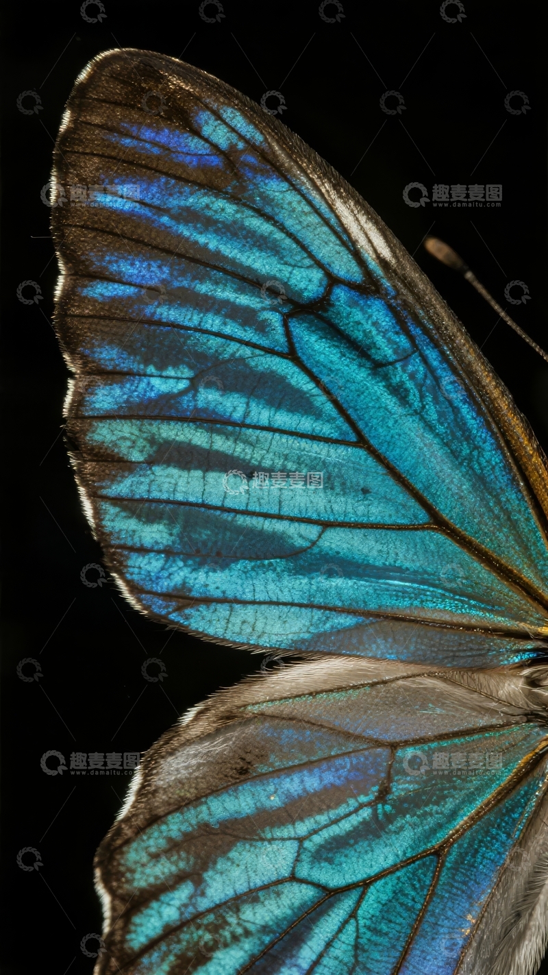 高清大图下载【趣麦麦图】蓝色蝴蝶翅膀特写展现精致纹理与光泽