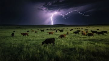 雷电交加的夜空下牛群在草地上觅食
