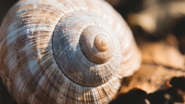 特写镜头下的蜗牛壳纹理细节