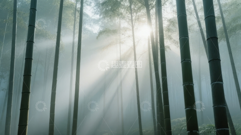 高清大图下载【趣麦麦图】竹林晨雾中阳光穿透树梢洒落