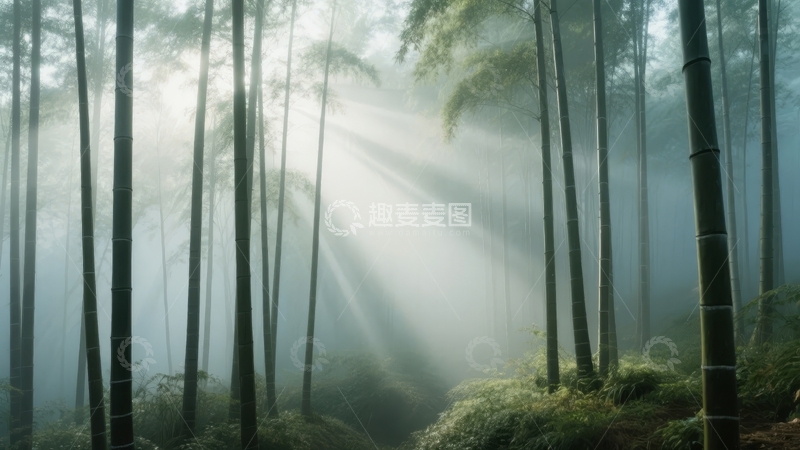 高清大图下载【趣麦麦图】竹林晨雾中阳光穿透树梢洒落