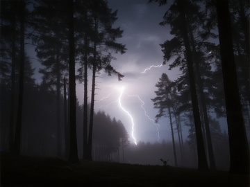 雷电划破夜空森林中震撼瞬间