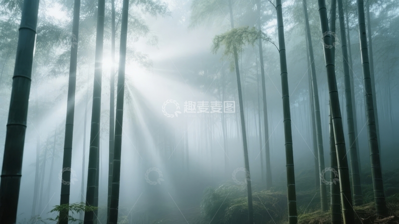 高清大图下载【趣麦麦图】阳光穿透雾气竹林的宁静景象