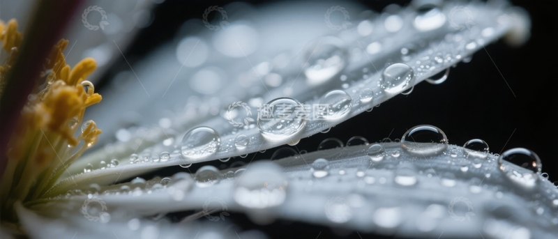 高清大图下载【趣麦麦图】花瓣上的水珠在晨光中闪烁