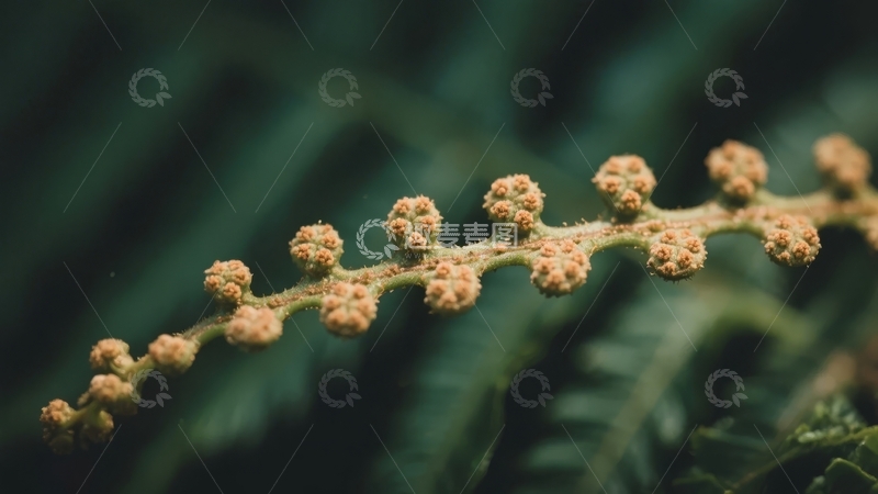 高清大图下载【趣麦麦图】特写镜头下蕨类植物的孢子囊群