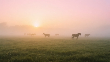 日出时分雾气笼罩的草地上马群漫步