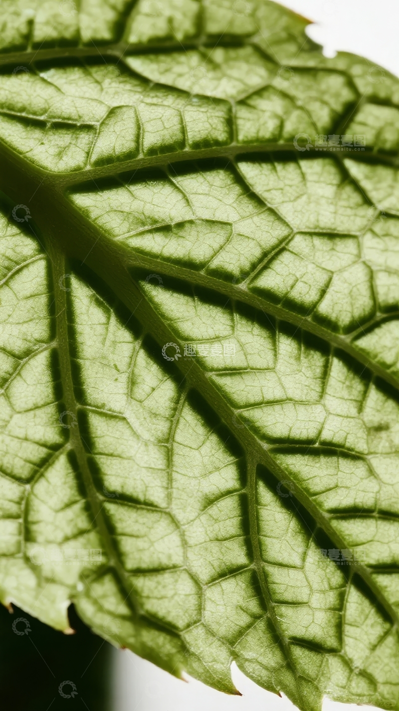 高清大图下载【趣麦麦图】特写镜头下的绿叶脉络清晰纹理细腻