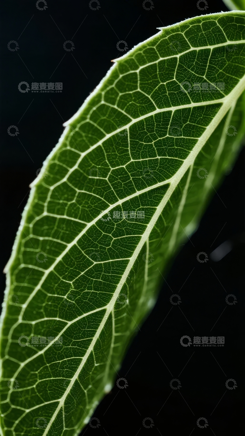 高清大图下载【趣麦麦图】特写镜头下的绿色叶片细节纹理