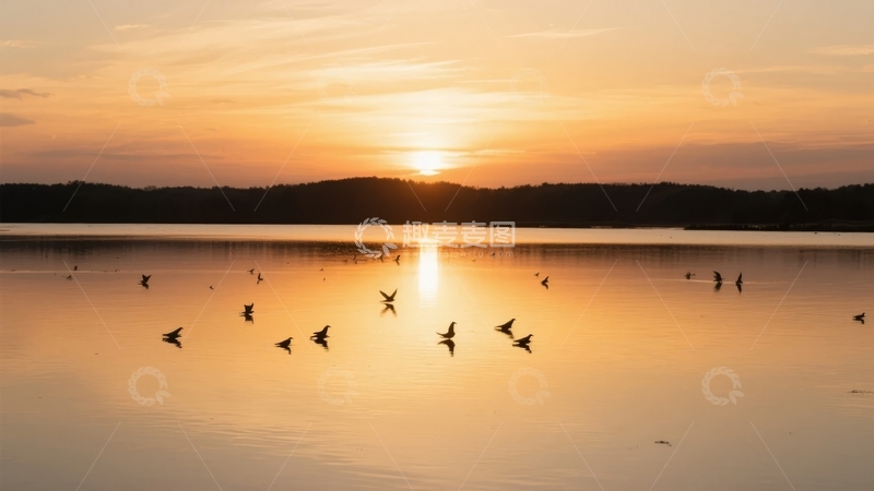 高清大图下载【趣麦麦图】日落时分湖面上飞翔的鸟群