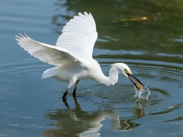 白鹭水中捕食鱼虾瞬间