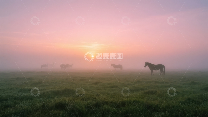 高清大图下载【趣麦麦图】日出时分雾中草原上的马群剪影