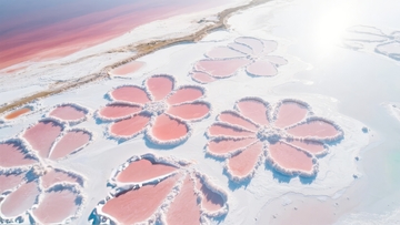空中俯瞰粉红色盐湖如花朵般绽放