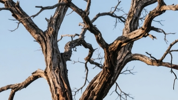 枯树枝干在蓝天下的特写画面