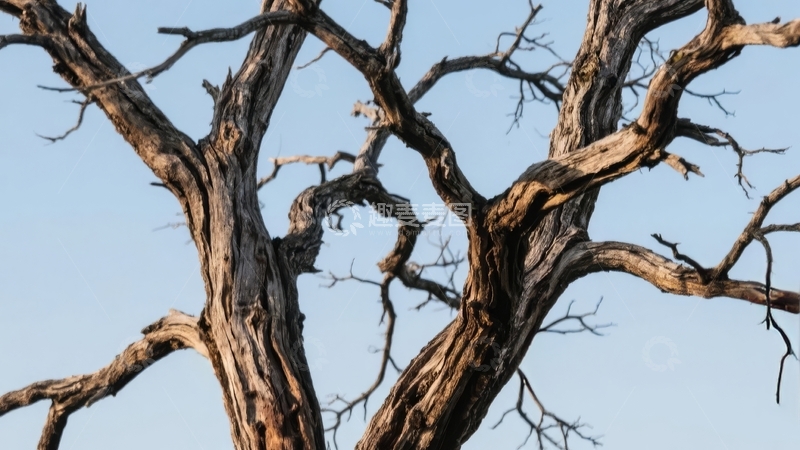 高清大图下载【趣麦麦图】枯树枝干在蓝天下的特写画面